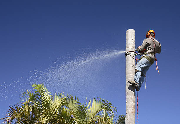 Leaf Removal in Hasley Canyon, CA