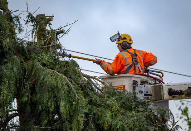 Trusted Hasley Canyon, CA Tree Services Experts