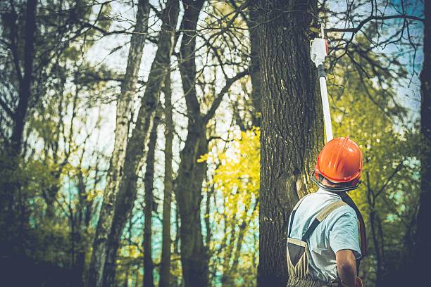 How Our Tree Care Process Works  in  Hasley Canyon, CA